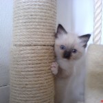 2006_honeys_kinder_7