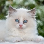 Ragdoll Katze