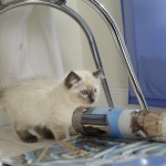 katzen_mai09_1786