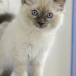 katzen_mai09_1802