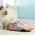 katzen_mai09_1862