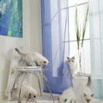 katzen_mai09_gruppenbild