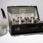 volkmann_katzen_8367