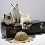 volkmann_katzen_8485