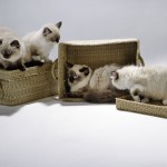 volkmann_katzen_8530