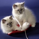 wurf_c_bilder_003