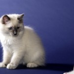 wurf_c_bilder_016