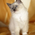 wurf_c_bilder_019