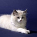 wurf_c_bilder_021