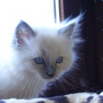 wurf_d_bilder_036