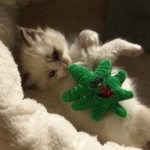 wurf_d_bilder_164