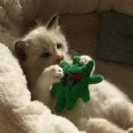 wurf_d_bilder_166
