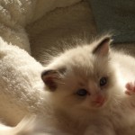 wurf_d_bilder_179