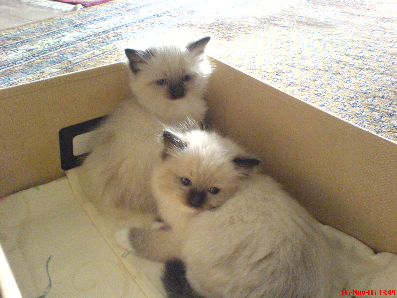 2006_Honeys_Kinder_(3)
