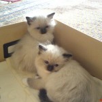 2006_Honeys_Kinder_(3)