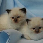 Doe_spr09_4w_2_kittens_seal_CP_mitted