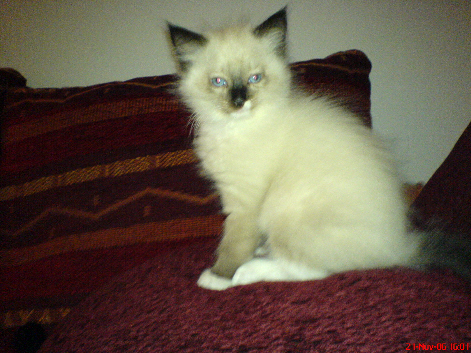 2006_Honeys_Kinder_(1)