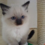 2006_Honeys_Kinder_(5)