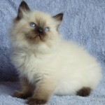 Kitten2 2010