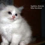 Saphira blue-bicolour