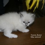 Tyson blue-mitted