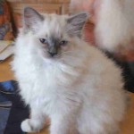 kater blue mitted7311