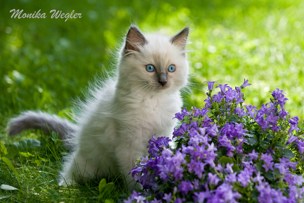 Ragdoll Katze