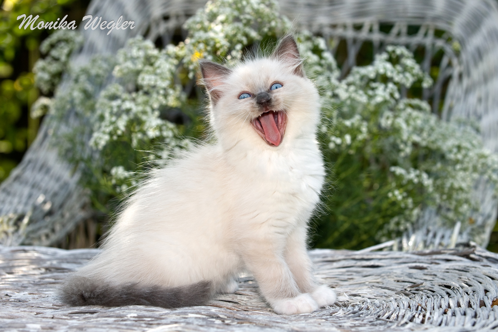 Ragdoll Katze