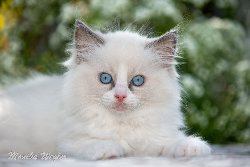 Ragdoll Katze