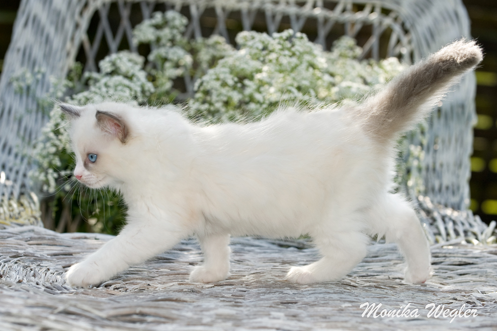 Ragdoll Katze