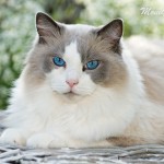 Ragdoll Katze