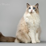 Ragdoll Kater