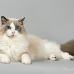 Ragdoll Kater