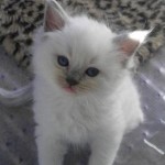 ragdoll_kitten_1