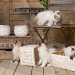 k-Volkmann_Katzenbabies_052013_MG_3381