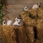 k-Volkmann_Katzenbabies_052013_mg_3505