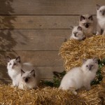 k-Volkmann_Katzenbabies_052013_mg_3529