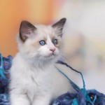 Cute ragdoll kitten with blue wool